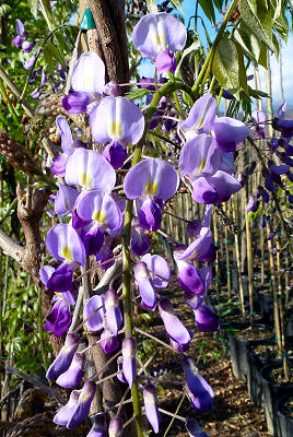 Fontaine Botanical | Blue Glitch セット Fontaine Botanical Blue Glitch セット（Fine Wind, Clear